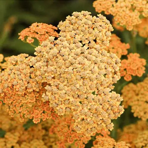 Terra Cotta Yarrow flowers used for fresh bouquets and dried floral arrangements