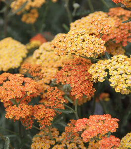 Terracotta Yarrow