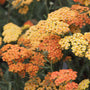 Achillea Terracotta blooming with orange, peach, and yellow yarrow flowers