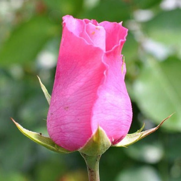 the-mccartney-rose-