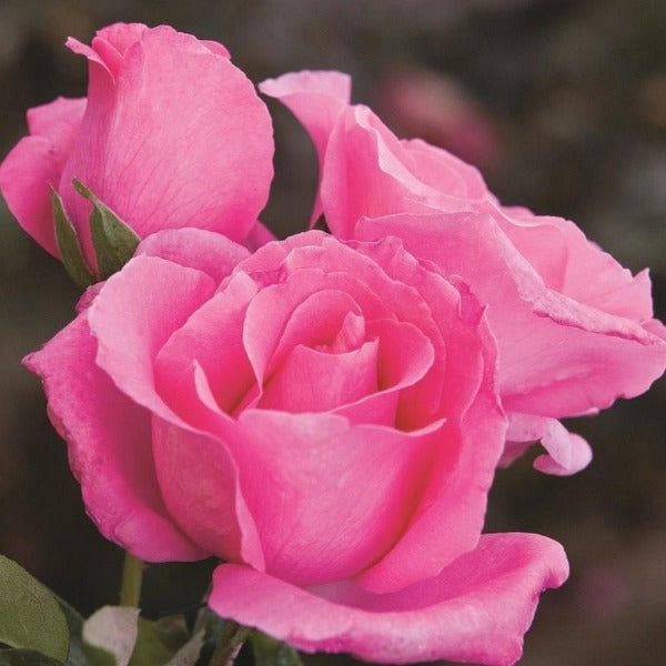 Enchanted Peace™ Hybrid Tea Rose