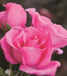 The McCartney Rose®