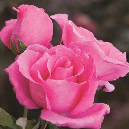 the-mccartney-rose-