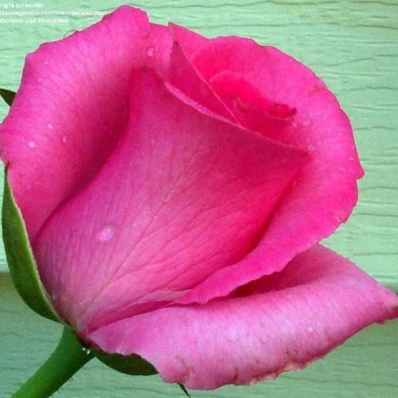 perfect bud of mccartney pink roses perfectly folded pink petals pink roses mean affection