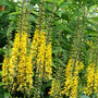 Tall yellow Ligularia flower racemes on dark stems near a pond edge planting