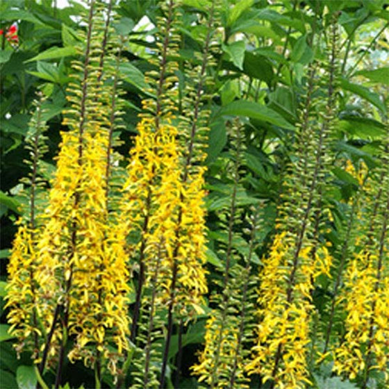 Tall yellow Ligularia flower racemes on dark stems near a pond edge planting