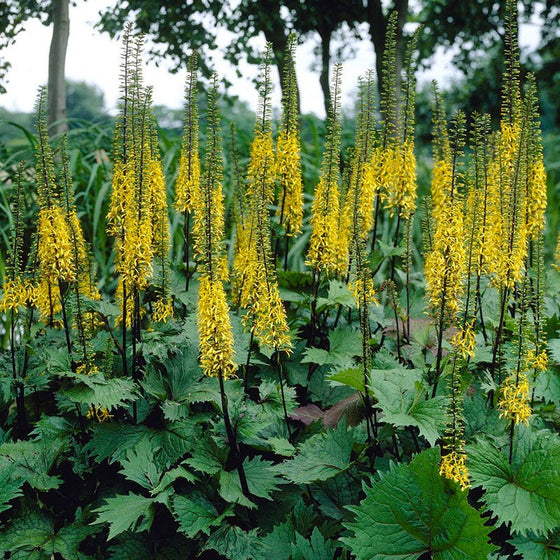 Ligularia The Rocket growing in a moist shaded border with large toothed leaves