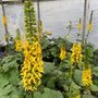The Rocket leopard plant blooming with yellow flower spikes above bold green foliage