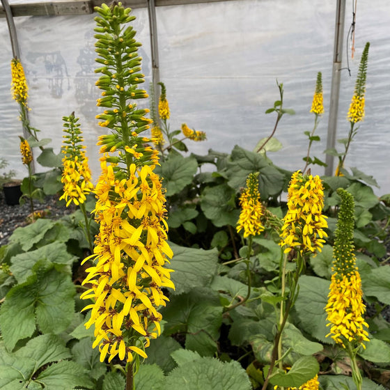 The Rocket leopard plant blooming with yellow flower spikes above bold green foliage