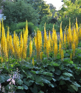 The Rocket Ligularia