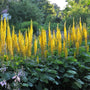 The Rocket Ligularia with tall lemon-yellow flower spikes and large green leaves in a moist shade garden