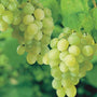 thompson seedless grapes two bunches with ripe green grapes