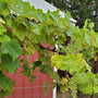 wire trellis holding fast growing thompson seedless grapes