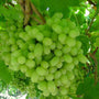Thompson Seedless Grape Bunch on vine with many green grapes