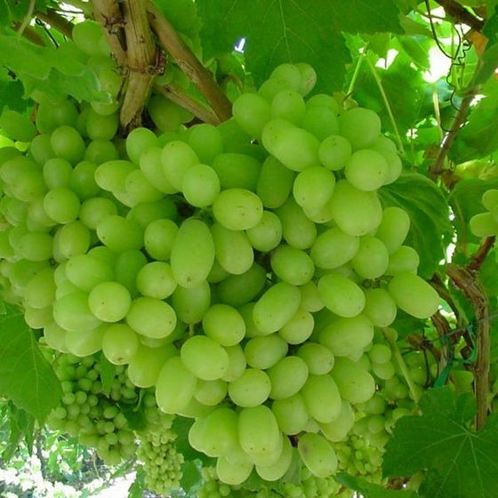 Thompson Seedless Grape Bunch on vine with many green grapes
