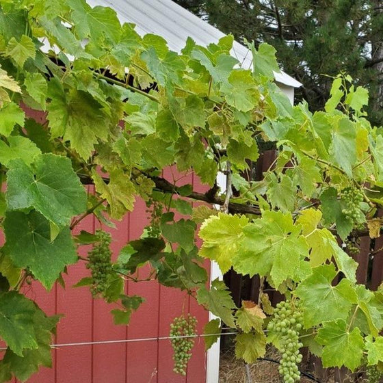 wire trellis holding fast growing thompson seedless grapes
