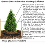 Planting instruction graphic for Arborvitae Green Giant