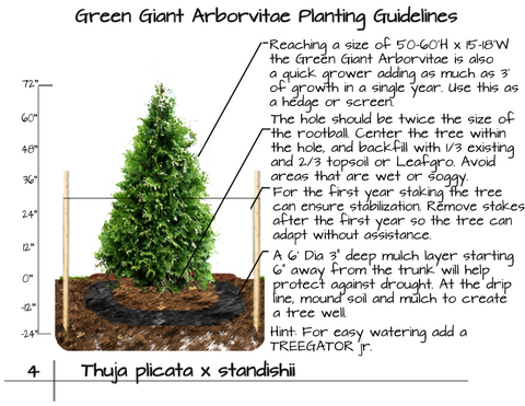 Planting instruction graphic for Arborvitae Green Giant