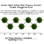 Plant spacing diagram for Arborvitae Green Giant Privacy Screen