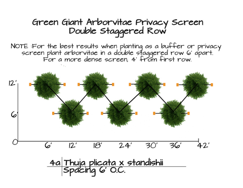 Plant spacing diagram for Arborvitae Green Giant Privacy Screen
