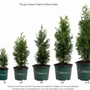 A size comparison chart showing five potted Thuja Green Giant Arborvitae plants in graduated sizes from 1ft to 5-6ft, with a vertical height scale on the left side and text noting that plant growth may vary.
