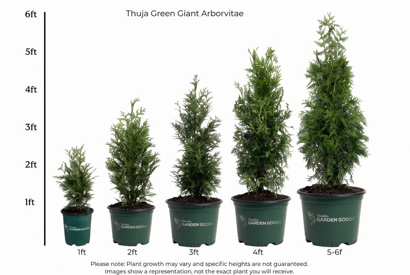 A size comparison chart showing five potted Thuja Green Giant Arborvitae plants in graduated sizes from 1ft to 5-6ft, with a vertical height scale on the left side and text noting that plant growth may vary.