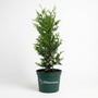 A small green conifer tree in a dark green plastic nursery pot with the text 'The Plant Centre GARDEN GOODS' printed on the side, set against a plain white studio background.