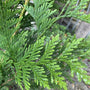 Thuja Green Giant Arborvitae tree evergreen leaf close up