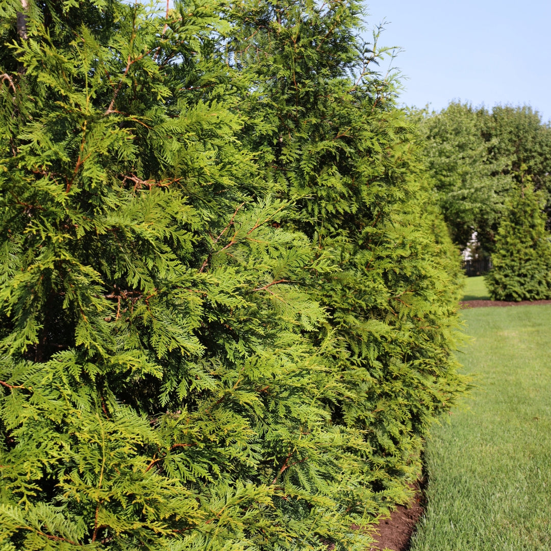 Buy Green Giant Arborvitae – Thuja 'Green Giant' Fast-Growing Privacy Tree 