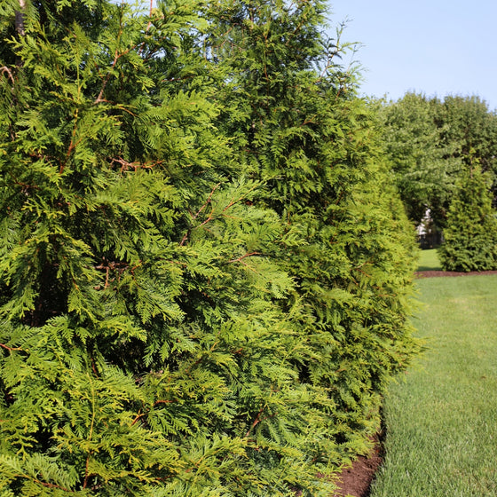 vibrant evergreen foliage on thuja green giant