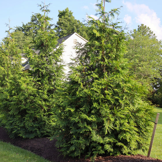 thuja green giant arborvitae trees planted around the perimeter of a property