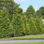 Row of green giant arborvitae trees