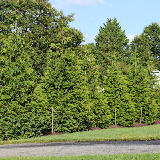 Row of green giant arborvitae trees