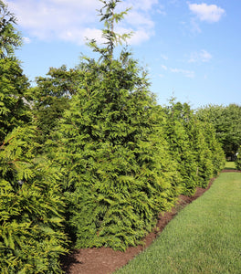 Thuja Green Giant Arborvitae