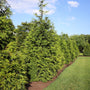 Arborvitae green giant tree planted as a privacy screen 