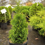 Junior Giant Arborvitae with lush evergreen foliage in a nursery pot
