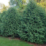 wide growing thuja niagra arborvitae