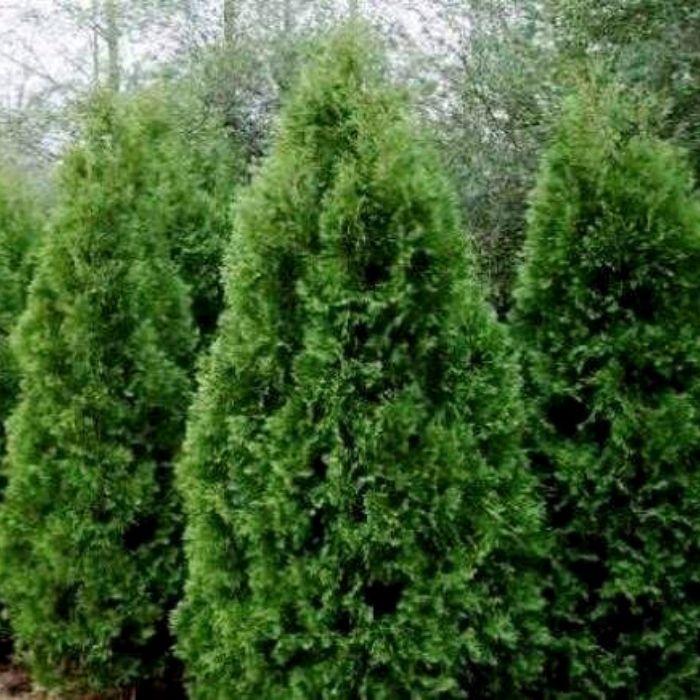 Thuja Nigra Arborvitae for Sale