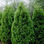 dark green thuja niagra arborvitae