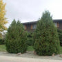 thuja niagra arborvitae evergeen trees planted in front yard