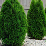 thuja niagra arborvitae privacy trees