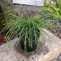 Thuja Whipcord Shrub