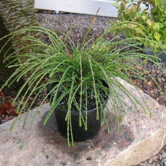 Thuja Whipcord Shrub