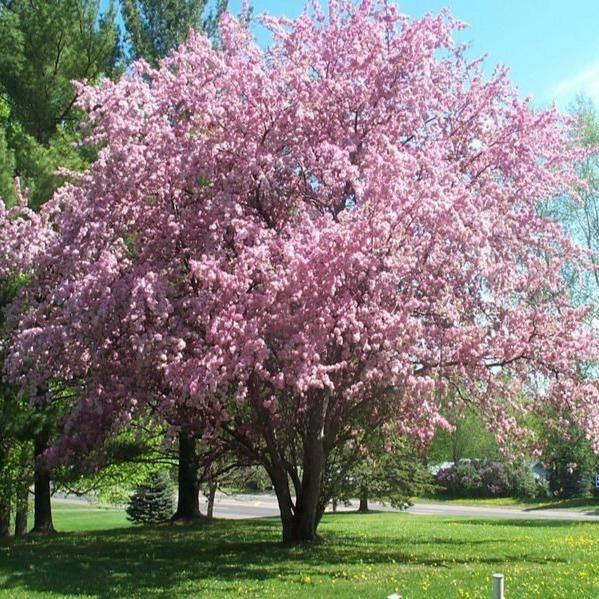 Thundercloud Plum Trees for Sale | Garden Goods Direct