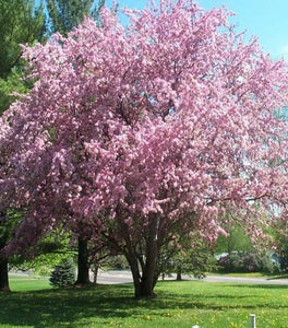 Thundercloud Purple Leaf Plum Tree