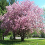thundercloud plum tree has soft pink blooms in the spring
