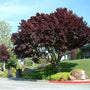 the striking dark red foliage of the thundercloud plum tree