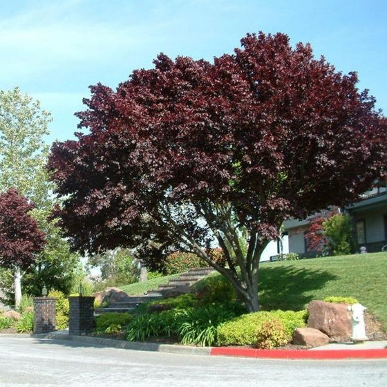 the striking dark red foliage of the thundercloud plum tree