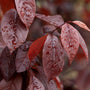 Thundercloud Plum Tree Leaf with Water Droplets
