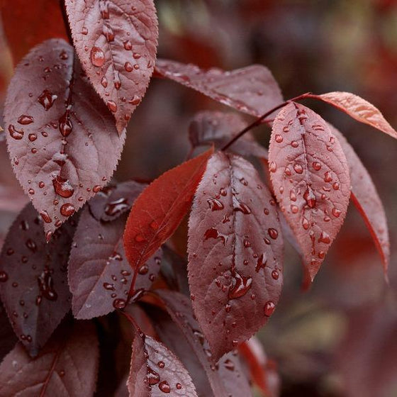 Thundercloud Plum Tree Leaf with Water Droplets